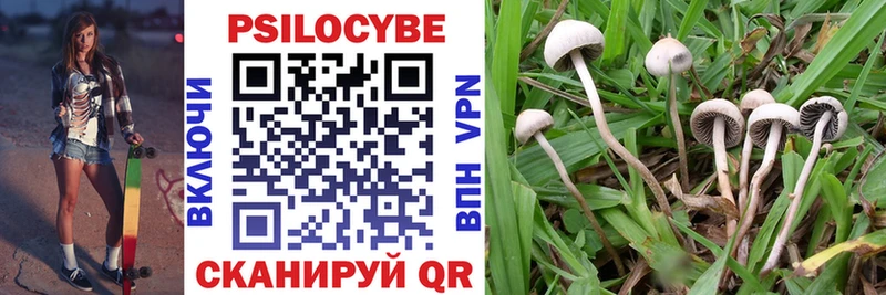 Купить  Бугульма  Псилоцибиновые грибы Psilocybine cubensis 